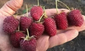 особенности ягод малины Самохвал