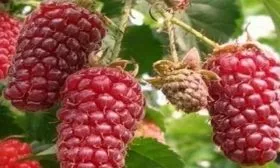 особенности малины Красная гвардия