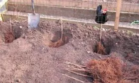 Отдельные посадочные ямы