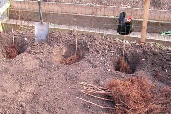 Отдельные посадочные ямы