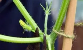 пасынкование огурцов Конни