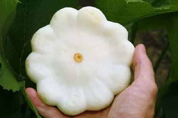 патиссон Диск