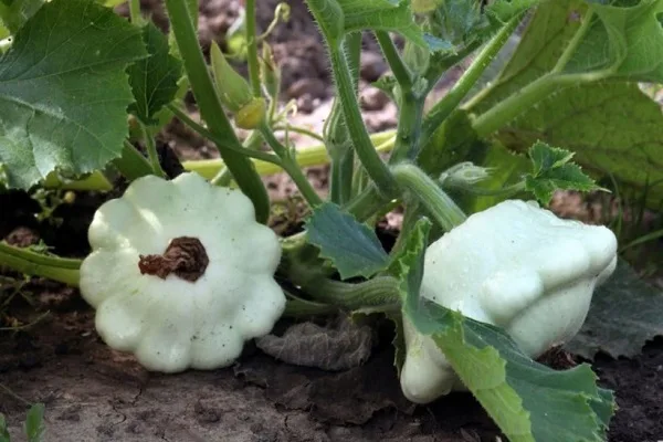 патиссон Жемчужина