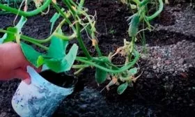 подкормка Календаря