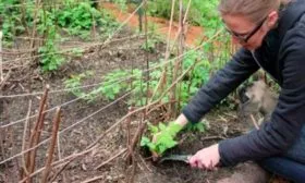 Пересадка и прореживание