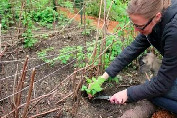 Пересадка и прореживание