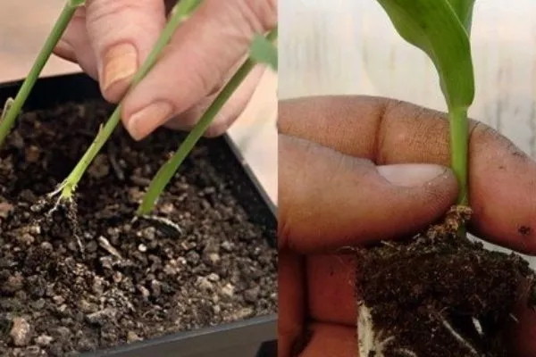 пересадка рассады кукурузы