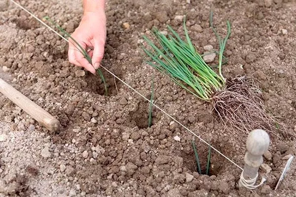 Пересадка рассады в открытый грунт