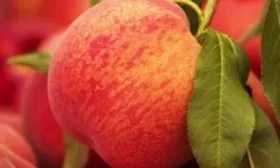 Юлия персик