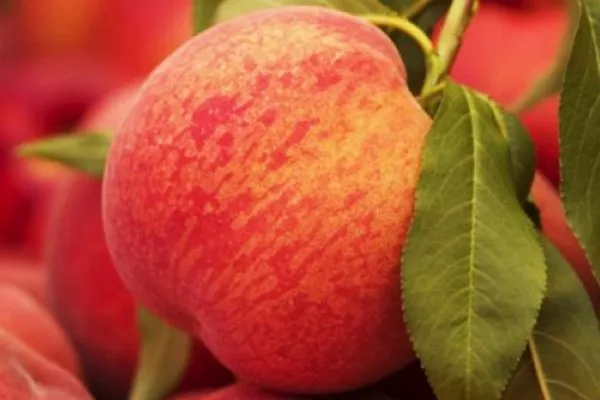 Юлия персик