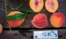 Плоды и их вкусовые характеристики2