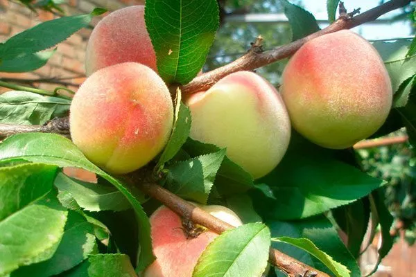 персик Белгородский