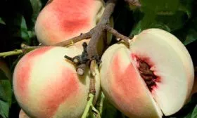 персик Белый лебедь2