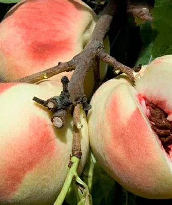 персик Белый лебедь2