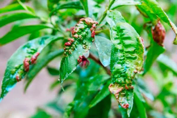 персик Белый лебедь8