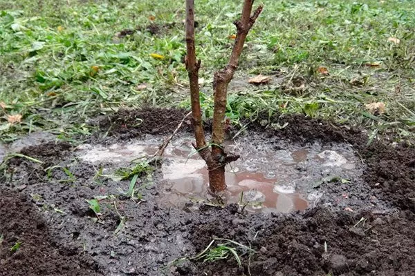 персик Белый лебедь9