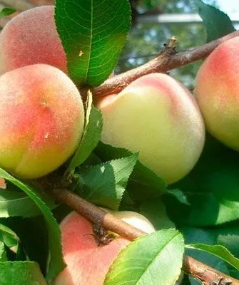 персик Донецкий