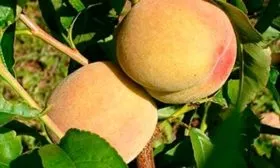 персик Донецкий белый