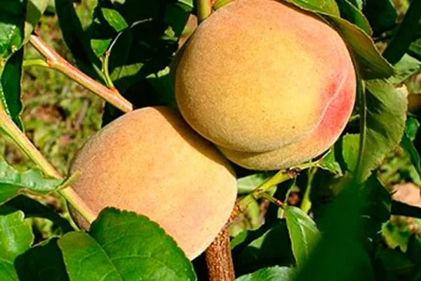 персик Донецкий белый