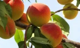 персик Донецкий жёлтый