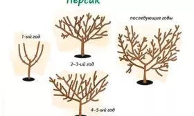 Персик Донецкий жёлтый обрезка