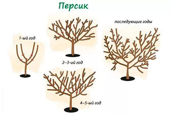 Персик Донецкий жёлтый обрезка