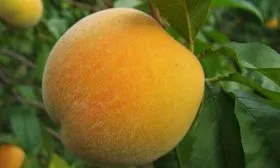 Персик Донецкий жёлтый плод