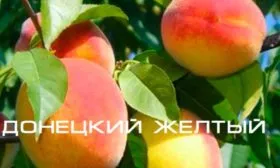 Персик Донецкий жёлтый плоды