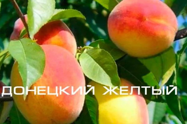 Персик Донецкий жёлтый плоды