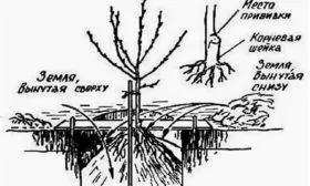 Персик Донецкий жёлтый посадка