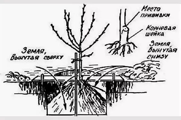 Персик Донецкий жёлтый посадка