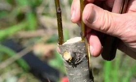 Персик Донецкий жёлтый прививка