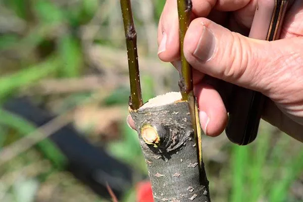 Персик Донецкий жёлтый прививка