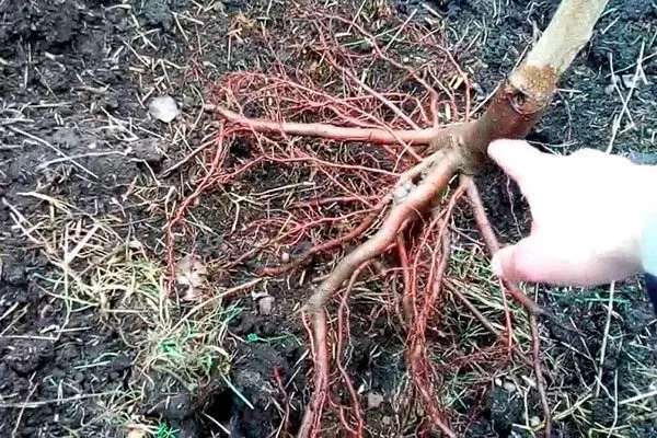 Персик Донецкий жёлтый саженец