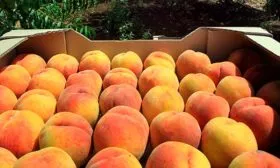 Персик Донецкий жёлтый сбор