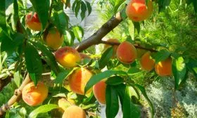 Персик Донецкий жёлтый ветка