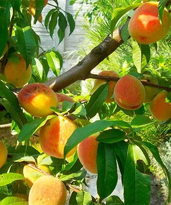 Персик Донецкий жёлтый ветка