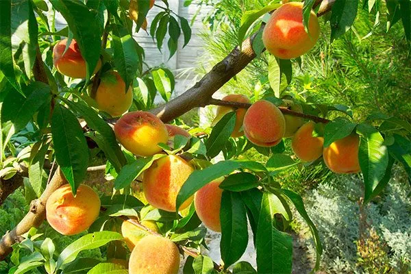 Персик Донецкий жёлтый ветка