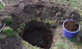 Персик Донецкий жёлтый яма для посадки