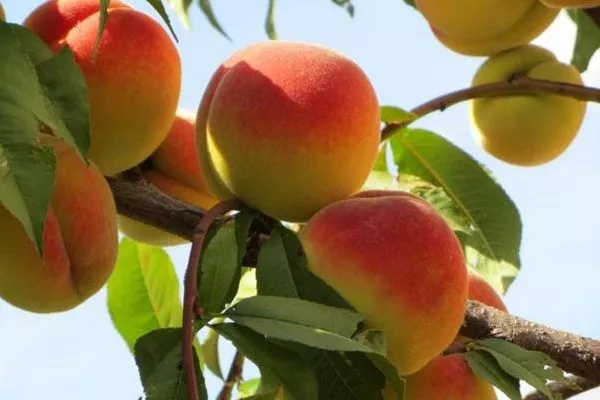 персик Донецкий жёлтый