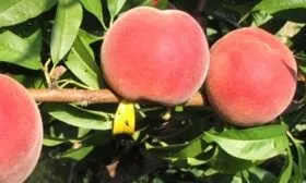 Персик Глория