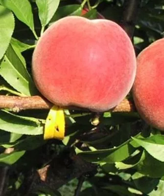 Персик Глория