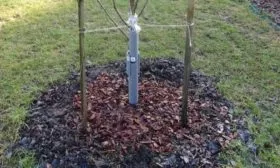 Персик Глория - мульчирование приствольной зоны