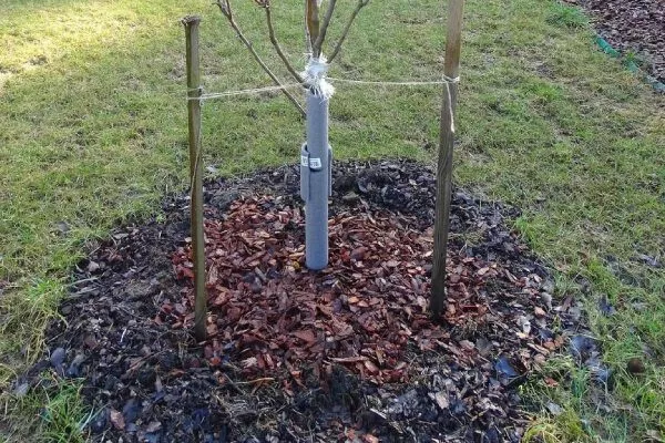 Персик Глория - мульчирование приствольной зоны