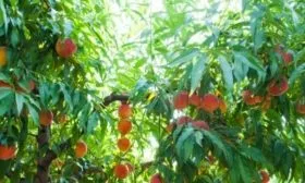 Персик Глория - описание дерева