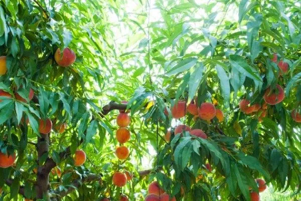 Персик Глория - описание дерева