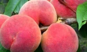 Персик Глория - Описание плодов