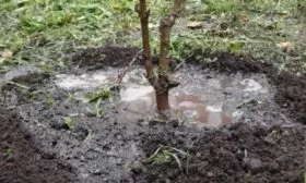 Персик Глория - полив саженца