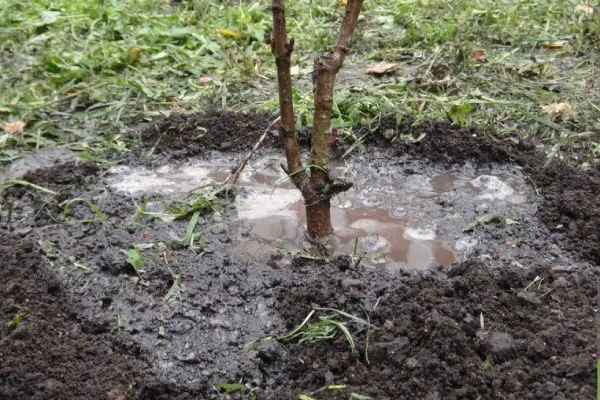 Персик Глория - полив саженца