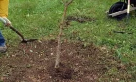 Персик Глория - посадка саженца